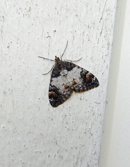 Dysstroma latefasciata