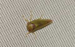 Iassus lanio