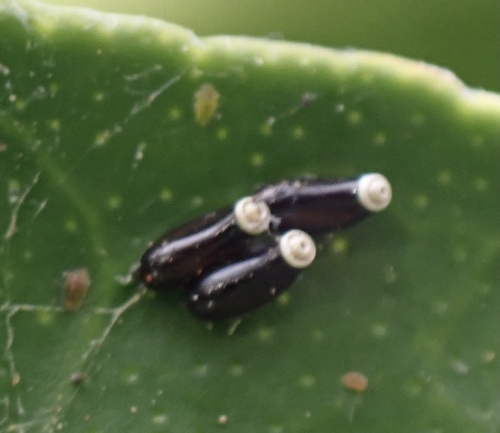 Kukci (Insecta)