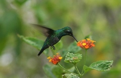 Chlorostilbon mellisugus