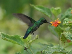 Chlorostilbon mellisugus