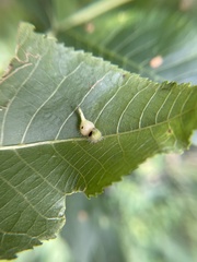 Caryomyia ansericollum