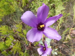 Eustoma russellianum
