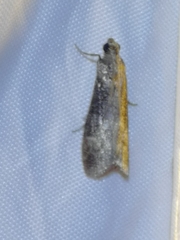 Euzophera fuliginosella