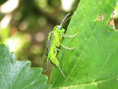 Rhogogaster chlorosoma