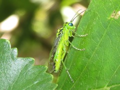 Rhogogaster chlorosoma