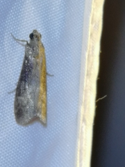 Euzophera fuliginosella