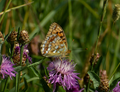 Argynnis niobe
