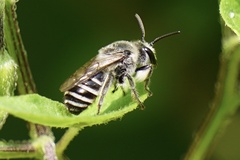 Colletes latitarsis