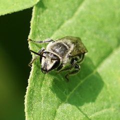 Colletes latitarsis