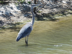 Ardea herodias