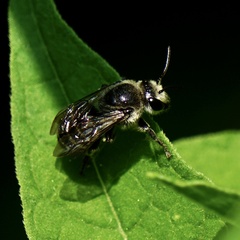 Colletes latitarsis