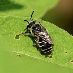 Colletes latitarsis