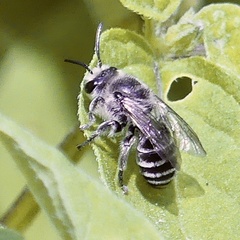 Colletes latitarsis