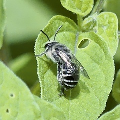 Colletes latitarsis