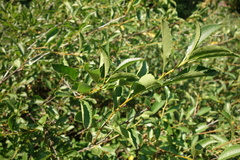 Prunus fruticosa