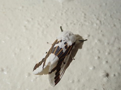 Euerythra phasma