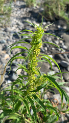 Datisca cannabina