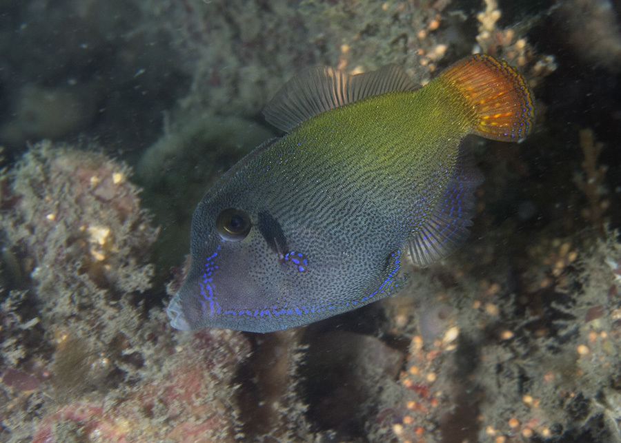 Blackbar filefish (Pervagor janthinosoma) — Monacanthidae