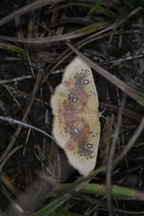 Cyclophora albiocellaria