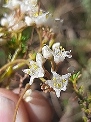 Cuscuta africana
