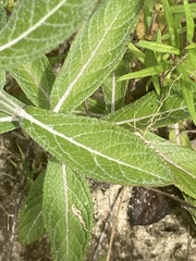 Pterocaulon pycnostachyum