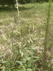 Pterocaulon pycnostachyum