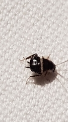 Planuncus tingitanus