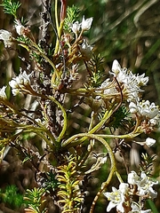 Cuscuta africana