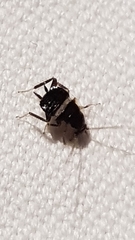 Planuncus tingitanus