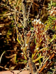Cuscuta africana