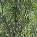 photo of American Goldfinch (Spinus tristis)