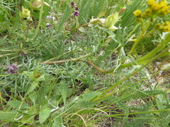 Jacobaea adonidifolia