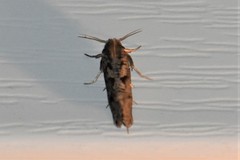 Acrolophus piger