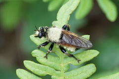 Laphria champlainii
