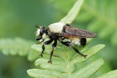 Laphria champlainii