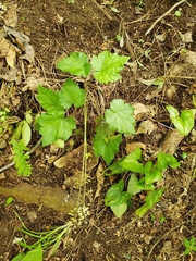 Tiarella wherryi