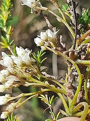 Cuscuta africana