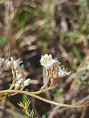 Cuscuta africana