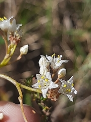 Cuscuta africana