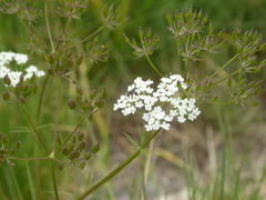 Conopodium