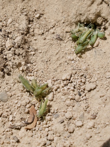 Egyptian Bird Grasshopper, Skradin, Skradin, County of Sibenik-Knin, HR, photo 8 of 10