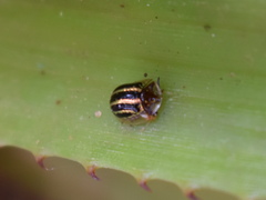 Agroiconota propinqua