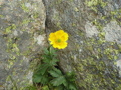 Ranunculus gouanii