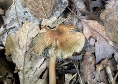 Inocybe insignis
