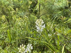 Platanthera blephariglottis blephariglottis