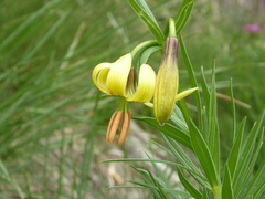 Lilium pyrenaicum
