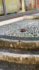 Furnarius rufus