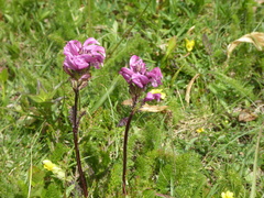 Pedicularis pyrenaica
