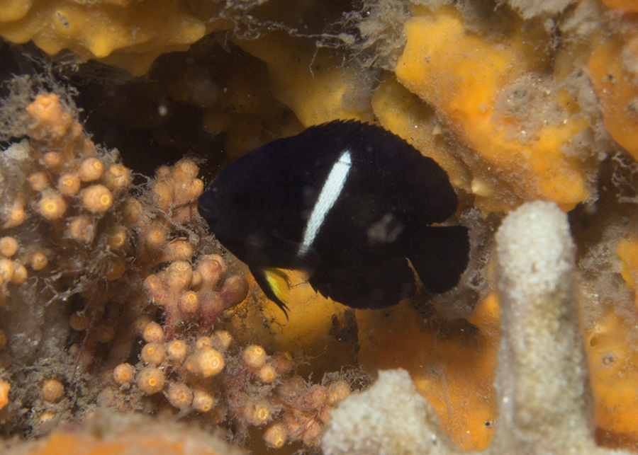 Photo of Zebra Angelfish (Centropyge tibicen)